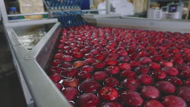 Industrielles Waschen Von Äpfeln Zur Weiteren Selektion Und Zum Verkauf — Stockvideo