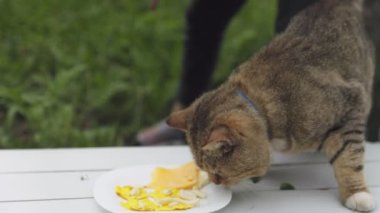Kedi masadan peynir yiyor, yakın plan.