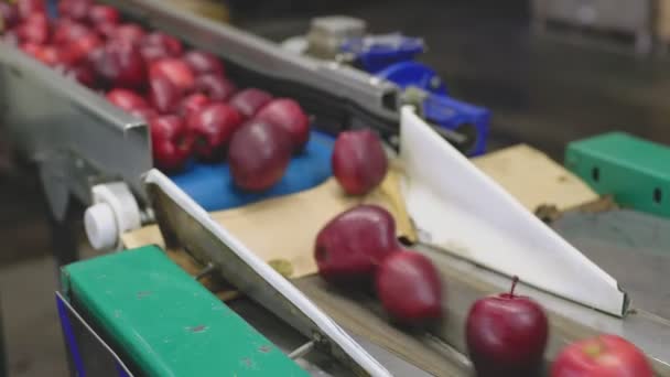 Red Apples Automatic Line Factory — Video Stock