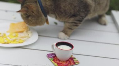 cat eats cheese from the table, close-up