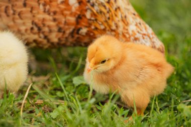 chickens with their mother walk on the grass, close-up