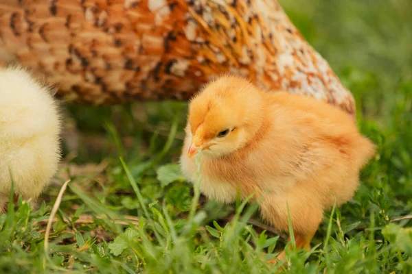 Chickens Mother Walk Grass Close — 图库照片