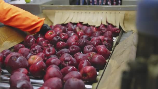 Red Apples Automatic Line Factory — Video Stock