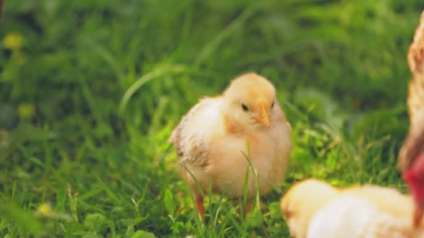 Little Chicken Walks Green Grass — Stockvideo