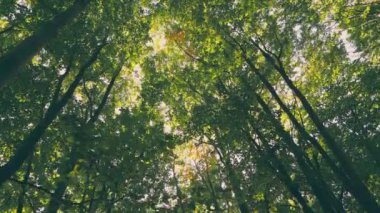 trees in the forest through the foxes which you can see the sky