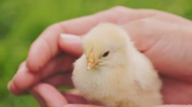 small chicken in female human hands that stroke it, close-up