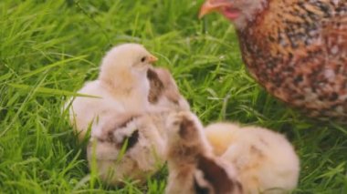 laying hen walking with her chicks in the backyard, close up