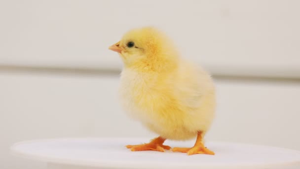 Little Chick Turntable White Background — Vídeos de Stock