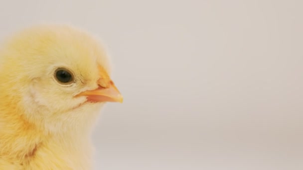 Little Baby Chicken White Blurred Background Close — Video