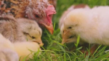 hen walks with her little chicks on the green grass, close-up shot