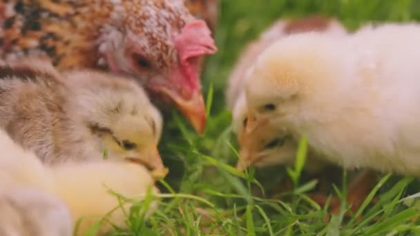 Hen Walks Her Little Chicks Green Grass Close Shot — Stockvideo