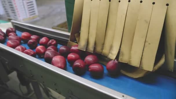 Red Apples Automatic Line Factory — Wideo stockowe