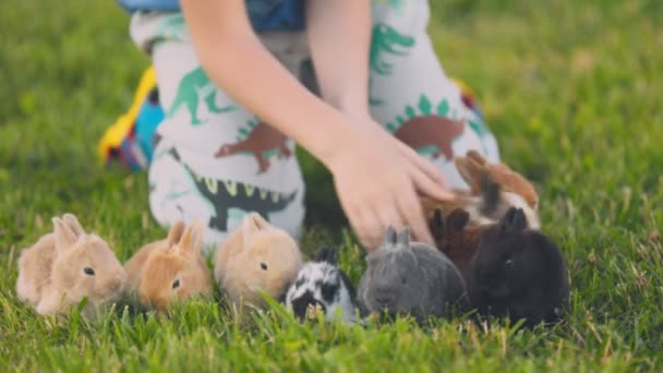 Little Boy Playing Rabbits Lawn Close — Stock Video