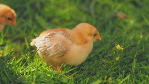 Little Chicken Walks Green Grass — Stock video