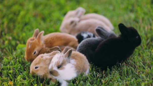 Many Little Rabbits Green Lawn — Video Stock