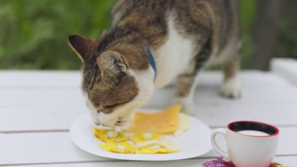 Cat Eats Cheese Table Close — Stock video