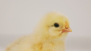 portrait of a small beautiful chicken on a white background
