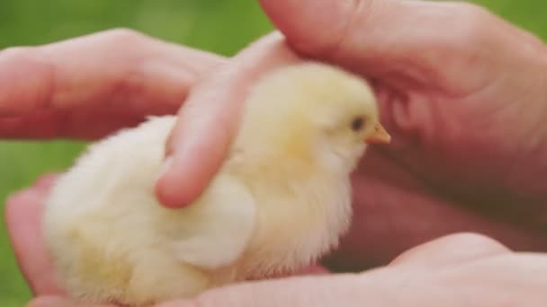 Small Chicken Female Human Hands Stroke Close — Video Stock