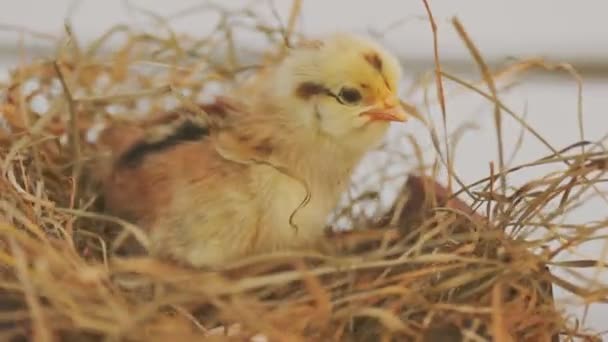 Little Chick Trying Leave Nest — Stock video