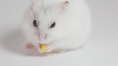 small hamster eats grain holding it in its paws close-up