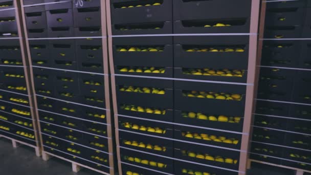 Lot Yellow Apples Boxes Warehouse — 비디오