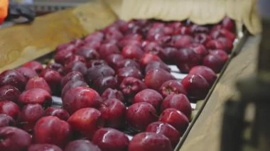 red apples on the automatic line at the factory