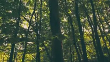 trees in the forest through the foxes which you can see the sky