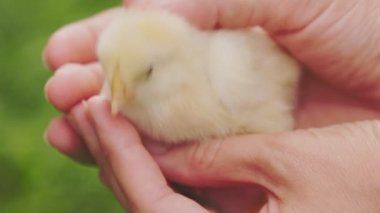 small chicken in female human hands that stroke it, close-up