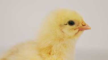 portrait of one little chick standing on a white background