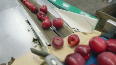 automatic line for pre-sale packaging of apple