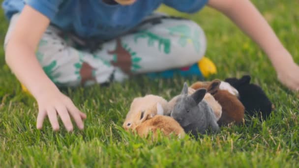Little Boy Playing Rabbits Lawn Close — Stock Video