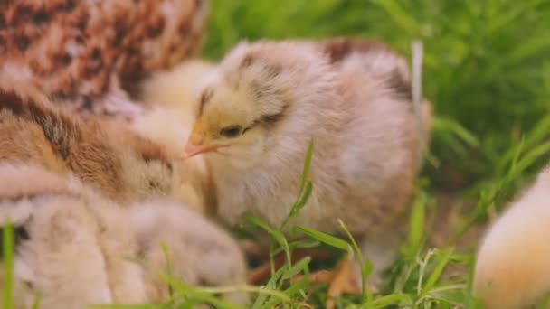 Laying Hen Walking Her Chicks Backyard Close — 비디오