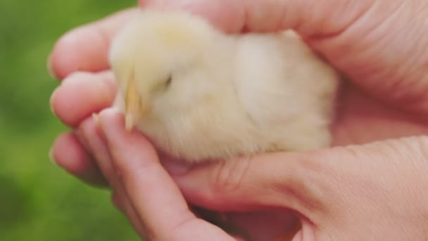 Small Chicken Female Human Hands Stroke Close — Stockvideo