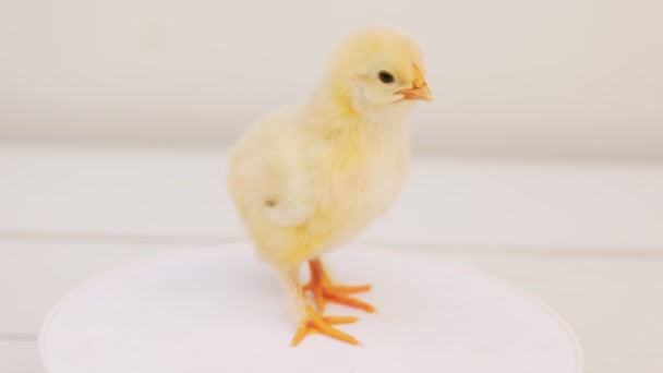 Small Chicken Chick White Background Table Spinning — Stockvideo