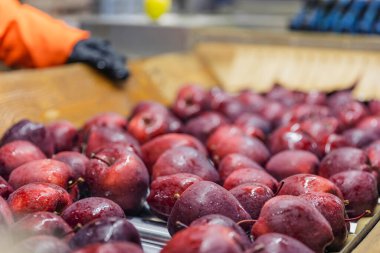 quality control of apples on the automatic feeding line