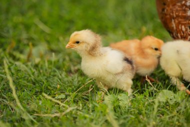 chickens with their mother walk on the grass, close-up