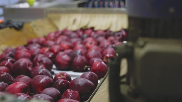 Red Apples Automatic Line Factory — Wideo stockowe
