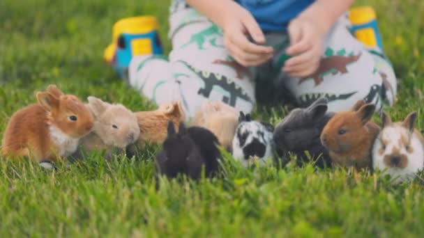 Little Boy Playing Rabbits Lawn Close — Stockvideo