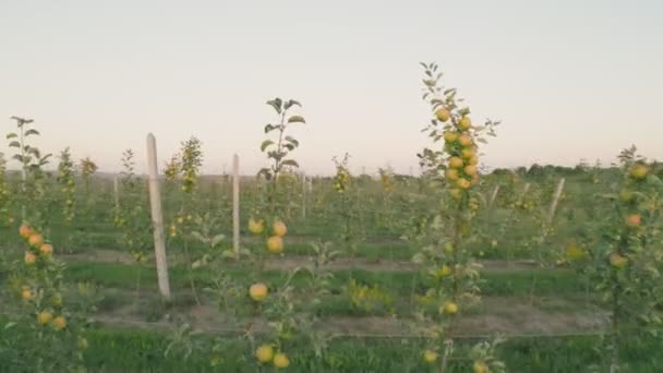 Green Apples Trees Field — Stock videók