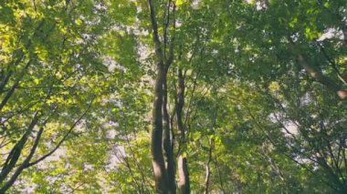 trees in the forest through the foxes which you can see the sky