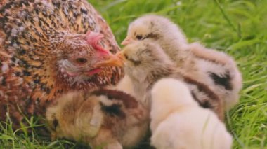 hen walks with her little chicks on the green grass, close-up shot
