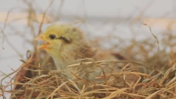 Little Chick Trying Leave Nest — Vídeos de Stock