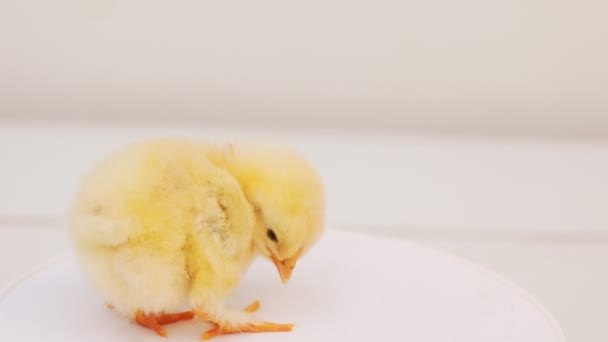 Portrait One Little Chick Standing White Background — Stockvideo