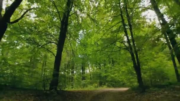 Camino Tierra Bosque Verano — Vídeos de Stock