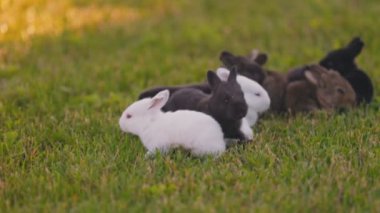 small rabbits on a green lawn close-up