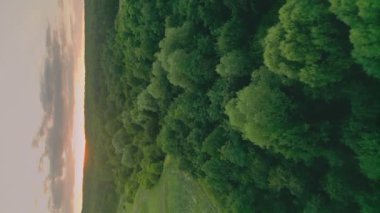 lawn with trees at sunset, shot vertically