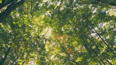 trees in the forest through the foxes which you can see the sky