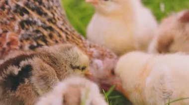 laying hen walking with her chicks in the backyard, close up