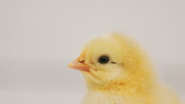 portrait of one little chick standing on a white background