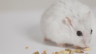 small hamster eats grain holding it in its paws close-up